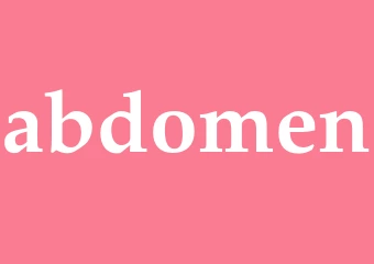 Synonym abdomen
