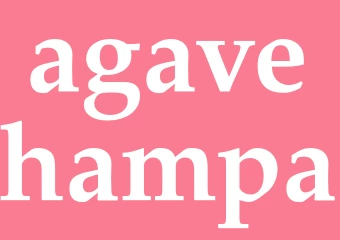 Synonym agavehampa