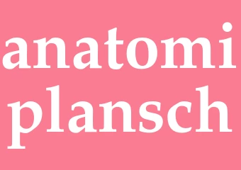 Synonym anatomiplansch