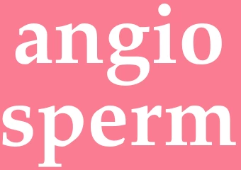 Synonym angiosperm