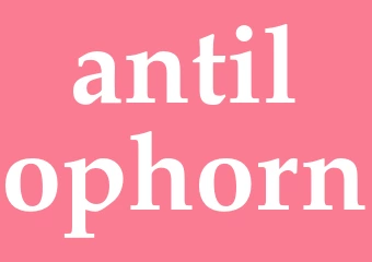 Synonym antilophorn