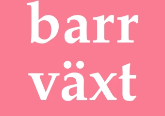 Synonym barrväxt