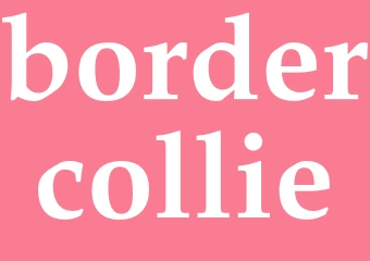 Synonym bordercollie