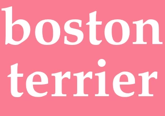Synonym bostonterrier