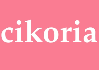 Synonym cikoria
