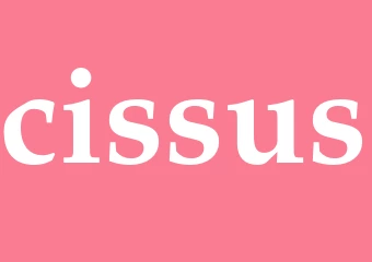 Synonym cissus