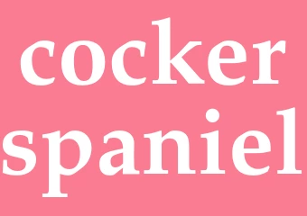 Synonym cockerspaniel