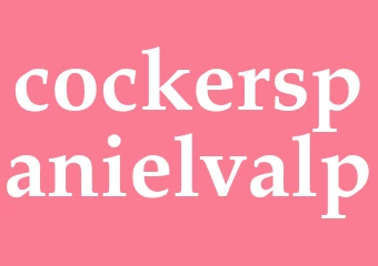 Synonym cockerspanielvalp