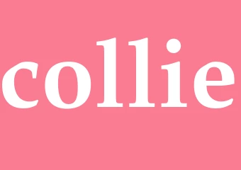 Synonym collie