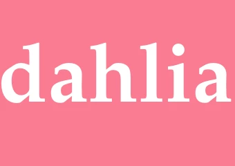 Synonym dahlia