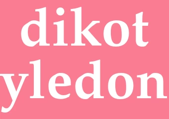 Synonym dikotyledon