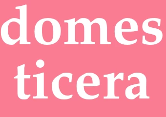 Synonym domesticera