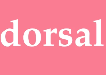 Synonym dorsal