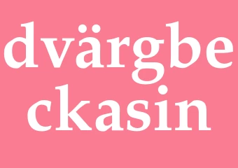 Synonym dvärgbeckasin