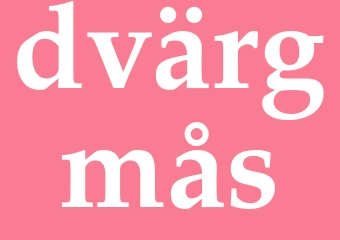 Synonym dvärgmås
