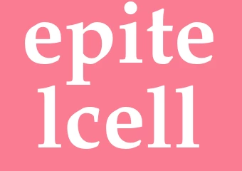 Synonym epitelcell