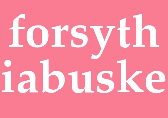 Synonym forsythiabuske