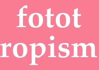 Synonym fototropism