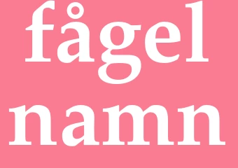 Synonym fågelnamn