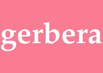 Synonym gerbera