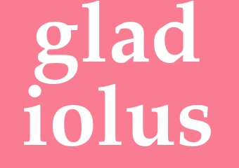 Synonym gladiolus