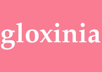 Synonym gloxinia