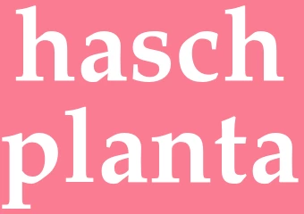 Synonym haschplanta