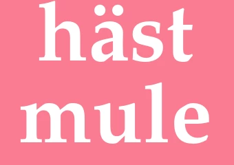 Synonym hästmule