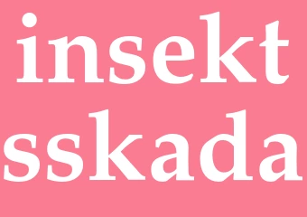Synonym insektsskada