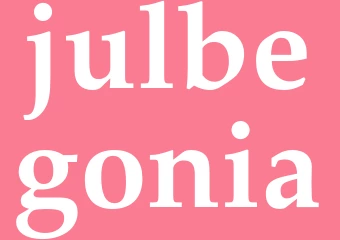 Synonym julbegonia