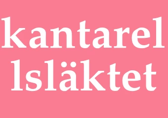 Synonym kantarellsläktet