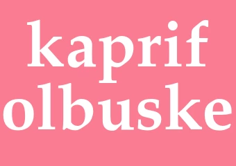 Synonym kaprifolbuske