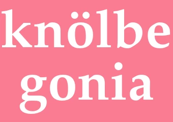Synonym knölbegonia
