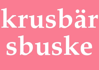 Synonym krusbärsbuske