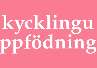 Synonym kycklinguppfödning