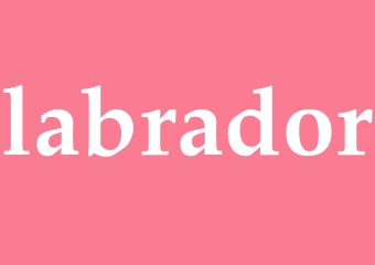 Synonym labrador