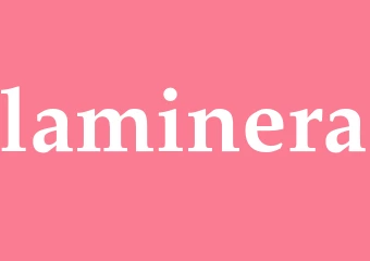 Synonym laminera