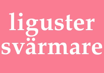 Synonym ligustersvärmare