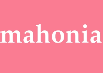Synonym mahonia