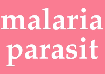 Synonym malariaparasit