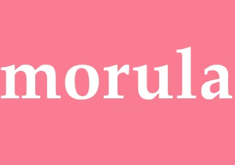 Synonym morula