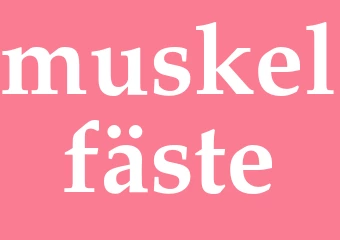 Synonym muskelfäste