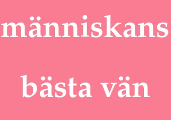 Synonym människans bästa vän