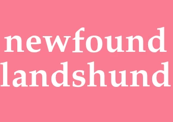 Synonym newfoundlandshund