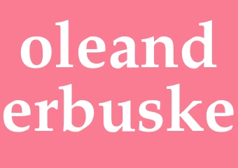 Synonym oleanderbuske