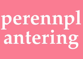 Synonym perennplantering