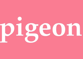 Synonym pigeon