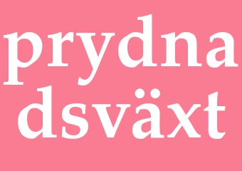 Synonym prydnadsväxt
