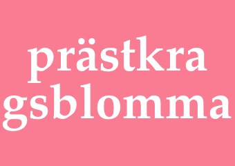 Synonym prästkragsblomma