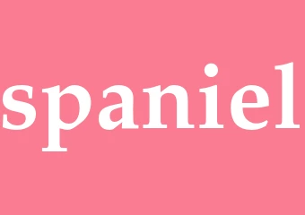 Synonym spaniel